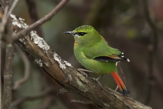 Fire-tailed Myzornis (Myzornis pyrrhoura) feeding on Rhododendron, Darjeeling, India