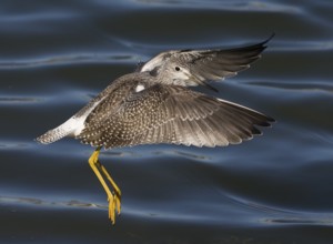 Greater Yellowlegs (Tringa melanoleuca) flying, Washington, USA
