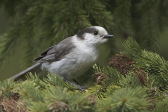 Grey Jay (Perisoreus canadensis), British Columbia, Canada