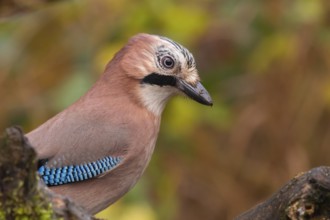 Eurasian Jay (Garrulus glandarius), Lower Saxony, Germany