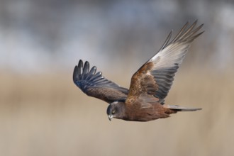 Rohrweihe; lat. Circus aeruginosus; im Suchflug über Schilfwald; Männchen im 2. Lebensjahr, Terzel;