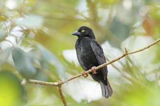 Vieillot's Black Weaver (Ploceus nigerrimus) male, Queen Elizabeth National Park, Uganda