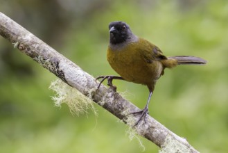 Large-footed Finch (Pezopetes capitalis) perched on a branch in Costa Rica