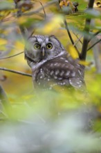Rauhfusskauz (Aegolius funereus), Boreal owl, adultes Tier, aufmerksam, Oktober, captive,
