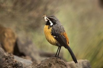 Drakensberg Rockjumper (Chaetops aurantius) male carrying insect, Kwazulu-Natal, South Africa
