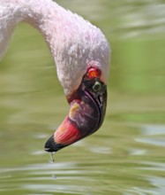 A Lesser Flamingo (Phoeniconaias minor)drinks from a pond in Biot, France