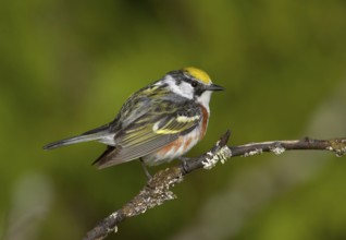 Chestnut-sided Warbler (Setophaga pensylvanica), Michigan, USA
