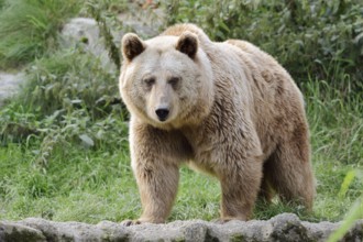 Syrian brown bear (Ursus arctos syriacus), captive, Germany