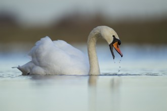 Mute swan (Cygnus olor) adult bird on a lake, England, United Kingdom