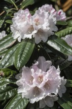 Rhododendron blossom (Rhododendron Teddy Bear), Emsland, Lower Saxony, Germany