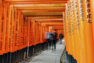 Visitors on a journey through hundreds of red traditional torii gates, Fushimi Inari-taisha, Shinto