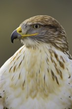Ferruginous Hawk (Buteo regalis), Arizona, USA