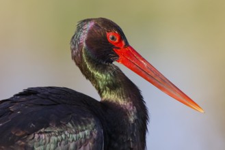 Black Stork (Ciconia nigra) foraging, Greece