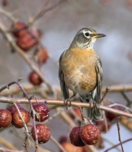 American Robin (Turdus migratorius), Saskatchewan, Canada