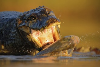 Crocodile Yacare Caiman, with fish in with evening sun, animal in the nature habitat, action