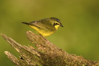 Kentucky Warbler (Geothlypis formosa) male perched on an old mossy trunk, Texas, USA