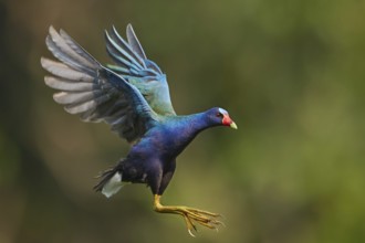 Purple Gallinule (Porphyrio martinica) flying, Ecuador