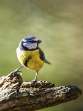 Blue Tit, Cyanistes Caeruleus