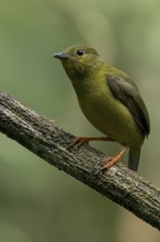 Golden-collared Manakin (Manacus vitellinus) perched on a branch in Panama