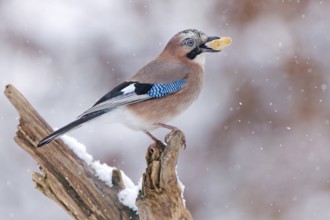 Eurasian Jay (Garrulus glandarius), Saxony-Anhalt, Germany