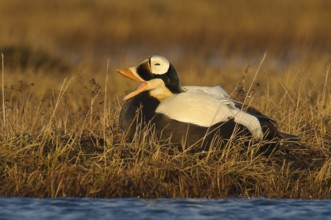 Spectacled Eider (Somateria fischeri) male, Alaska, USA