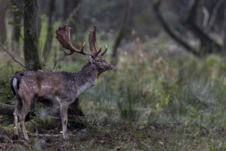 The fallow deer (Dama dama) attentively observes the activity on the rutting ground, rutting,