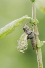 Black-tailed Skimmer (Orthetrum cancellatum), hatch, larva, dragonfly larva, North