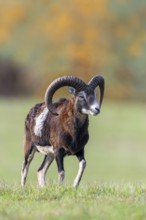 European mouflon (Ovis aries musimon, Ovis gmelini musimon) ram, male with big horns in grassland