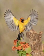 Altamira Oriole (Icterus gularis) approaching a stump, Texas, USA