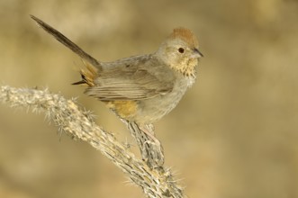 Canyon Towhee (Melozone fusca), Arizona, USA