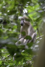 Olive mangabey (Cercocebus agilis) near the Baï-Hokou, Dzanga-Ndoki National Park, Unesco World