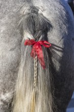 Artfully braided ponytail of a grey horse. The red ribbon is a subtle warning. The horse tends to