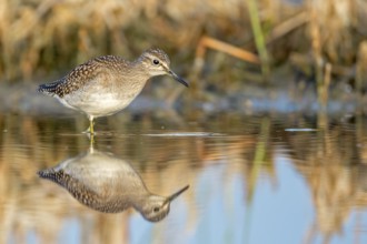 Wood Sandpiper (Tringa glareola), Saxony-Anhalt, Germany