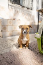 A small brown and white puppy sits on a sunlit patio next to a green pet carrier. The dog gazes