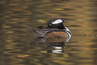 Hooded Merganser (Lophodytes cucullatus) male, Michigan, USA