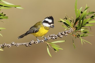 Crested Shriketit (Falcunculus frontatus) female, Victoria, Australia