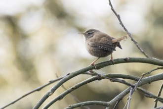 A wren (Troglodytes troglodytes) sitting on a branched, bare branch, Hesse, Germany