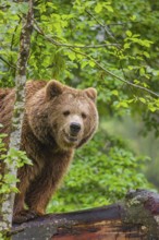 A female eurasian brown bear (Ursus arctos arctos) stands on a log lying at a forest edge in early