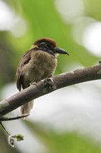 Chestnut-capped Puffbird (Bucco macrodactylus) perched on a branch in Ecuador