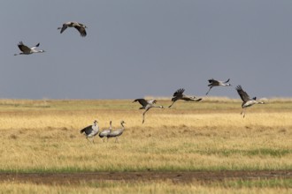 Common Crane (Grus grus grus) group flying, Dornod Aimag, Mongolia
