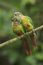 Maroon-bellied Parakeet (Pyrrhura frontalis) perched on a branch in the Atlantic rainforest of