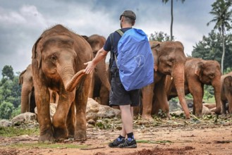 Person with backpack interacting with Asian elephant group in natural environment, small young