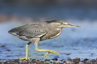 Striated Heron (Butorides striata) hunting, Eilat, Israel