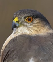 An adult Sharp-shinned Hawk, Accipiter striatus, perched in Saskatoon, Saskatchewan, Canada