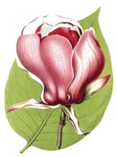Magnolia, Magnolia lenne hybride, plant and flower, digitally reworked reproduction of an original