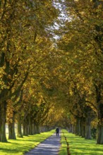 Dense chestnut tree avenue at the Rhine dike near Neuss, Deichallee, autumn, colourful leaves,