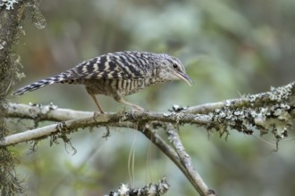 Grey-barred Wren (Campylorhynchus megalopterus) perched on a branch in Oaxaca, Mexico