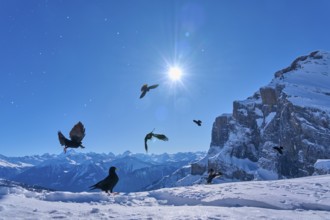 Alpine choughs (Pyrrhocorax graculus), a group of birds flying in the sunshine over snow-covered