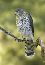 Cooper's Hawk (Accipiter cooperii), British Columbia, Canada