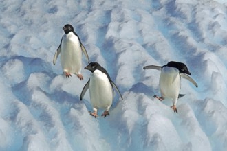 Three Adelie penguins in the Antarctic, Wedell Sea, Long-tailed penguins, (Pygoscellis adeliae),